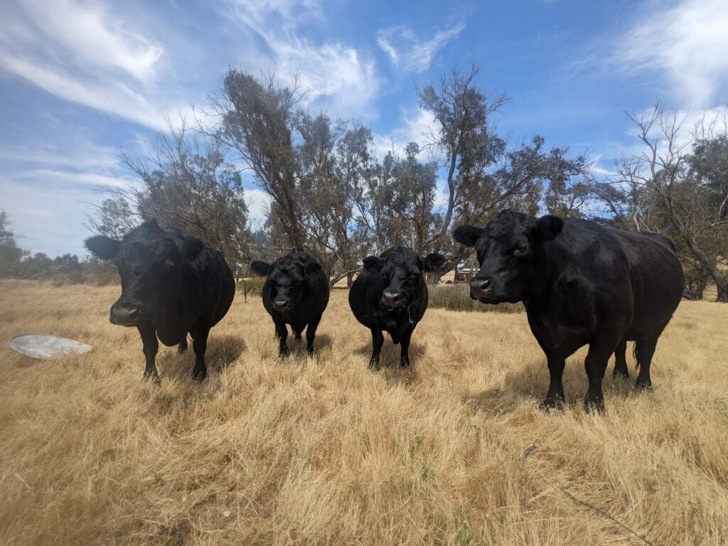 Sonnybrook View Farm, About Sonnybrook, Australian Homestead, Australian Homeschool Family