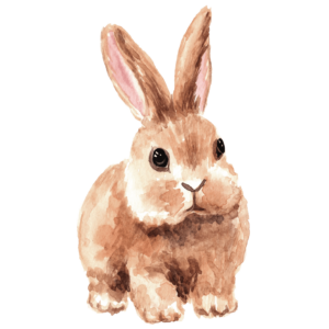 Sonnybrook Rabbit, Moonbrook Rabbit, Rabbit Meat, Homestead Rabbit, Rabbit Processing Course